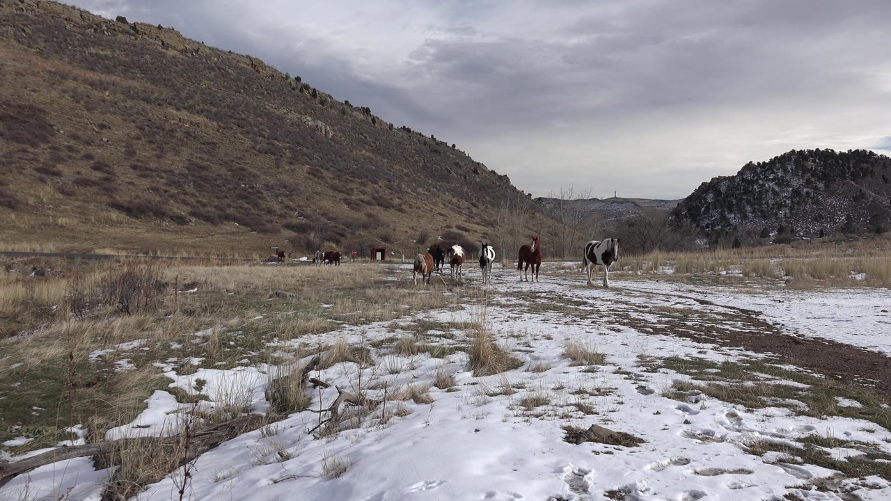 At the opening moment, horses graze and stand in a patchy snow field near Golden, Colorado, with a dirt track at right, brown hills behind them, and no visible people.