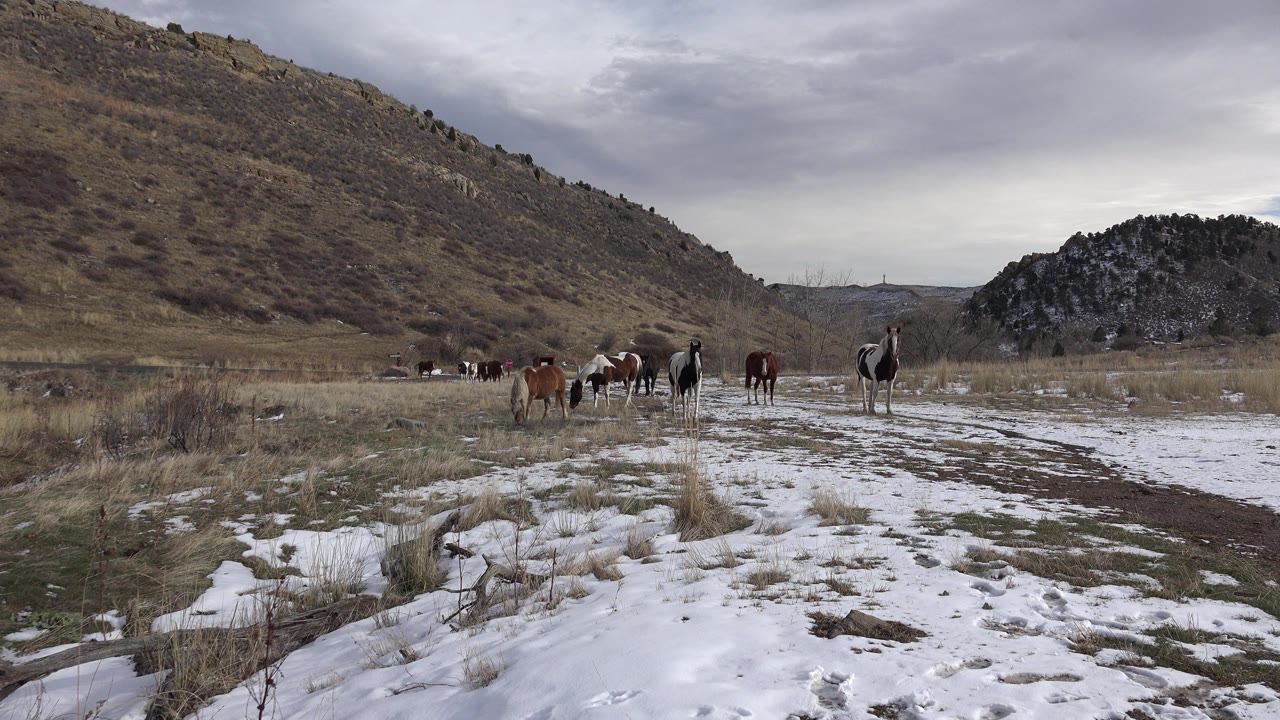 Wide view of horses scattered across a snow-patched field in Golden, Colorado, with brown hills, a rocky mound, gray clouds, and no visible people.