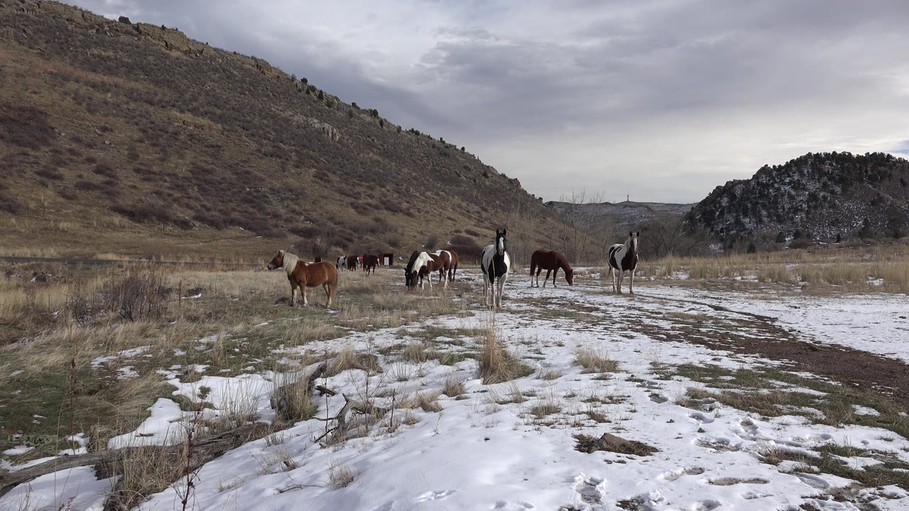 Horses graze and stand in a snow-patched field near Golden, Colorado, with brown hills and gray clouds behind them, no visible people.