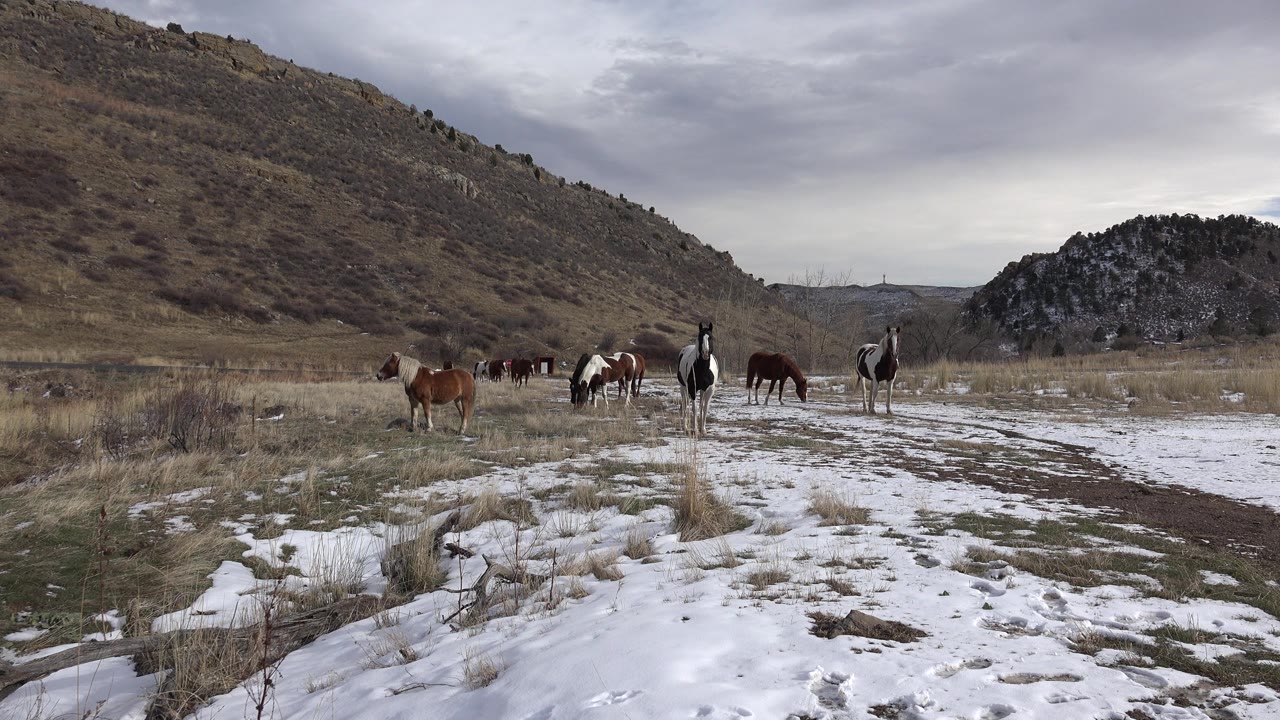 A small group of horses stands and grazes in the midground near Golden, Colorado, with a dirt track cutting through snow and grass, no visible people.