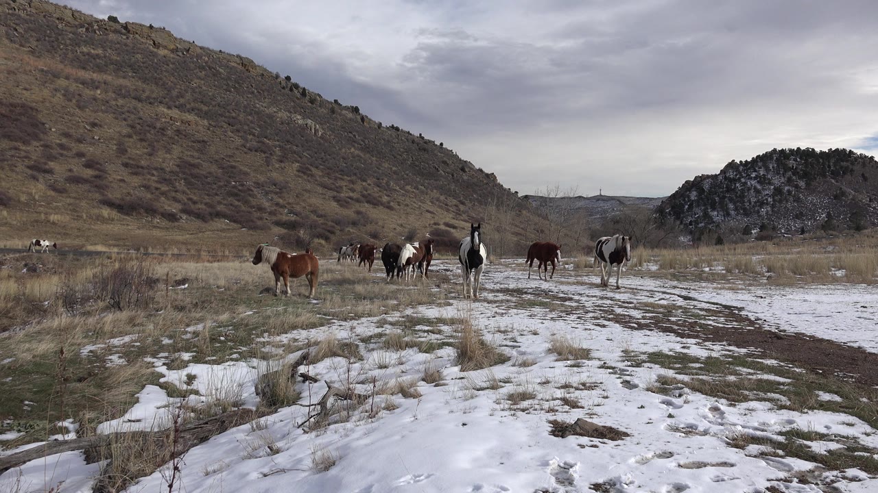 Horses stand and walk through patchy snow and grass near Golden, Colorado, with a muddy track in the foreground, low hills behind them, and no visible people.