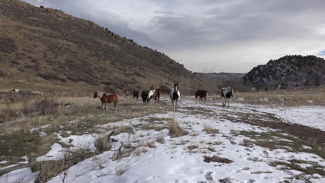 A small herd of horses moves across a patchy snowy pasture near Golden, Colorado, with dry grass, a dirt path, low hills, and no visible people.