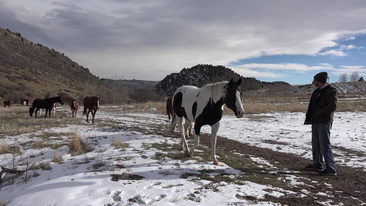 The black and white horse stands slightly closer to the man in the Golden, Colorado snowfield, with brown and dark horses scattered behind them.