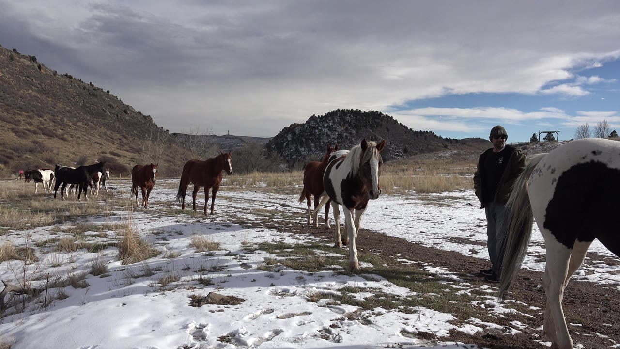 At the start of the Golden, Colorado clip, several horses face the camera across patchy snow while a man stands near a black and white horse at the right edge.