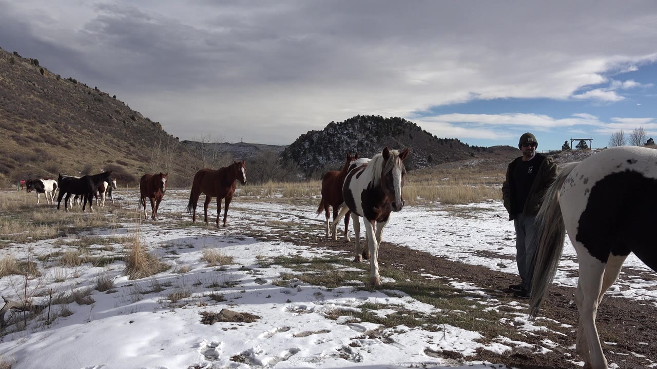 Horses move along a snowy path with a man standing by a large black and white horse.