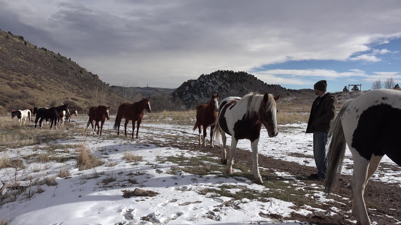 At 0:02, a black and white horse fills the right side of the frame, with the man mostly behind it and more horses crossing the snowy open ground in Golden, Colorado.
