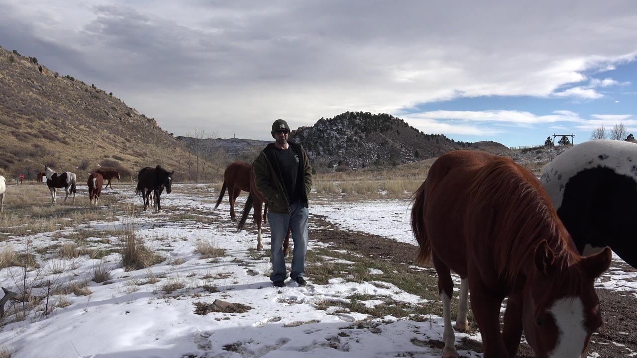 Horses graze in a snowy field while an adult stands nearby.