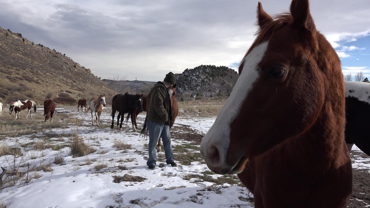 Horse head near lens with man and grazing horses behind it