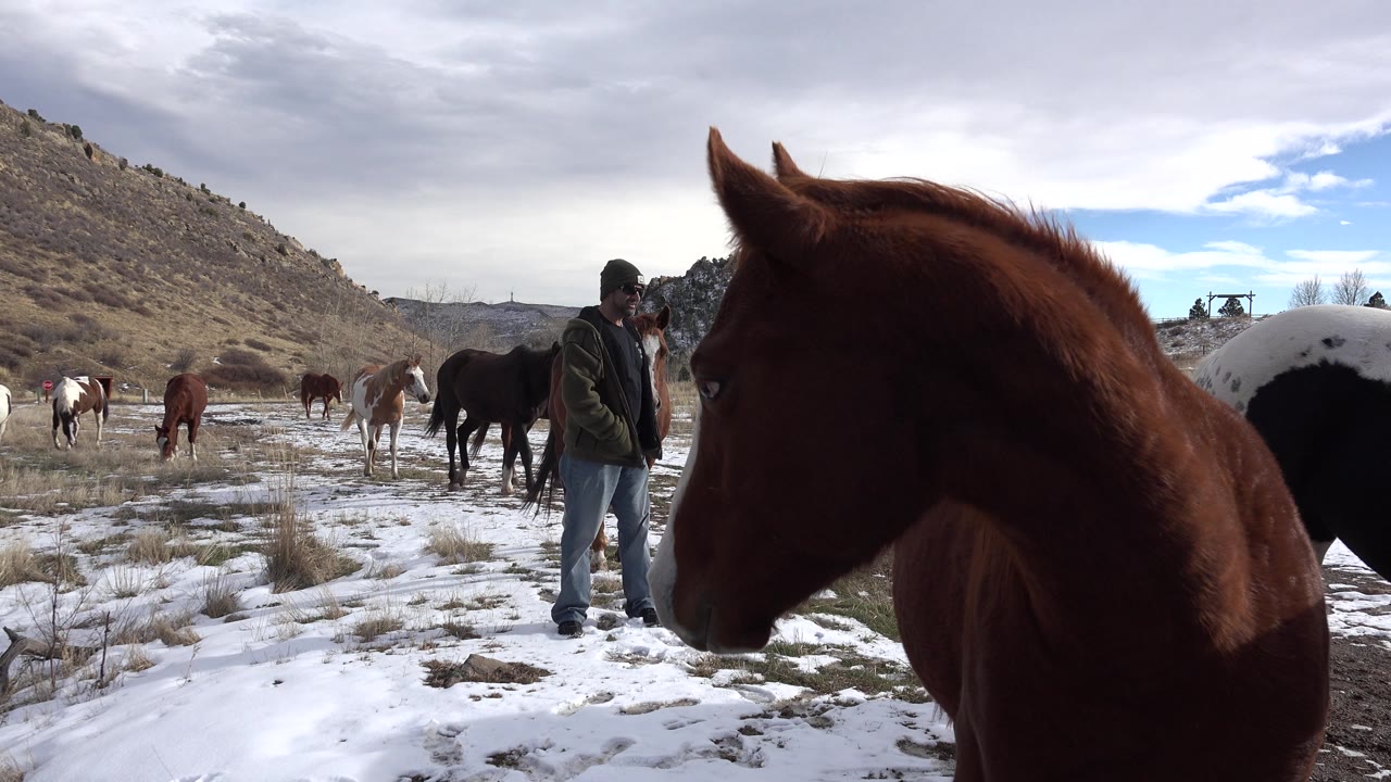A brown horse turns side-on across the right foreground in Golden, Colorado, while the man and other horses remain farther back on snow and grass.