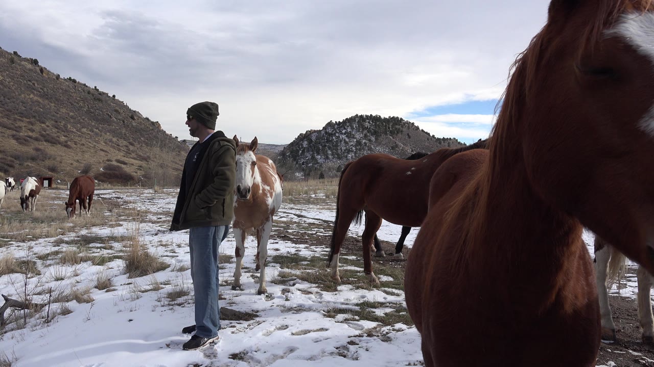 The man looks across the snowy field while several horses stand around him in Golden, Colorado, including a large brown horse filling the right foreground.