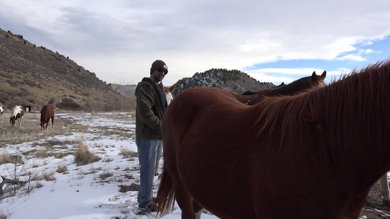 Man standing beside brown horses in a snowy field