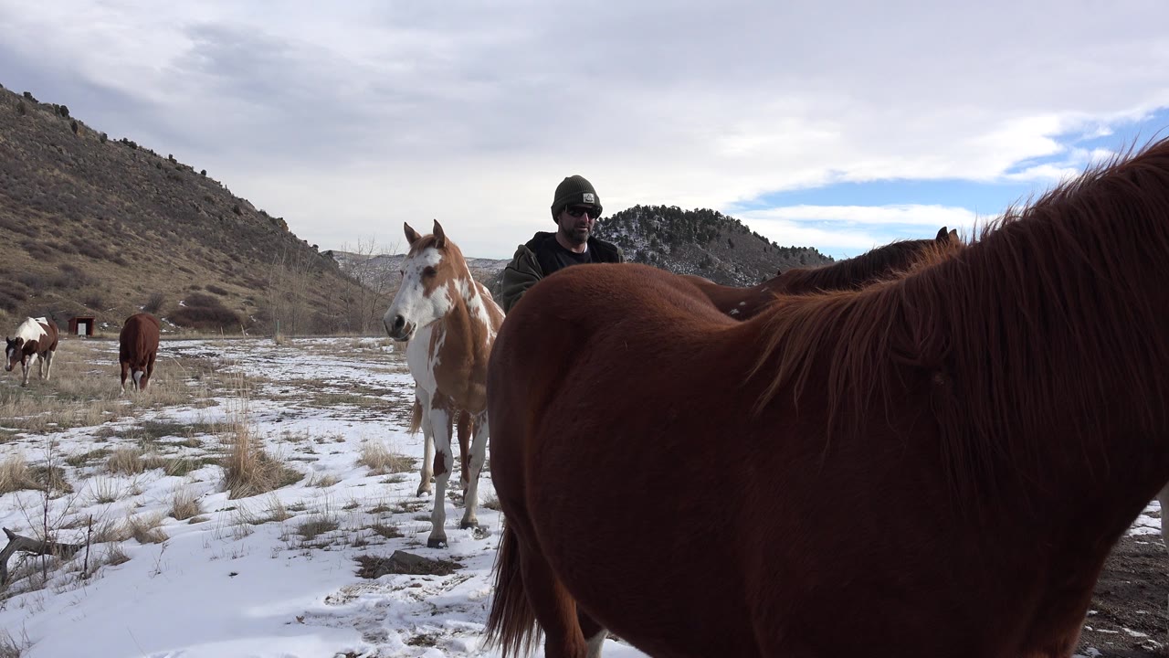 In Golden, Colorado, a brown horse fills the right foreground while a pale horse stands ahead and a bundled person in a grey hat appears behind the horses.