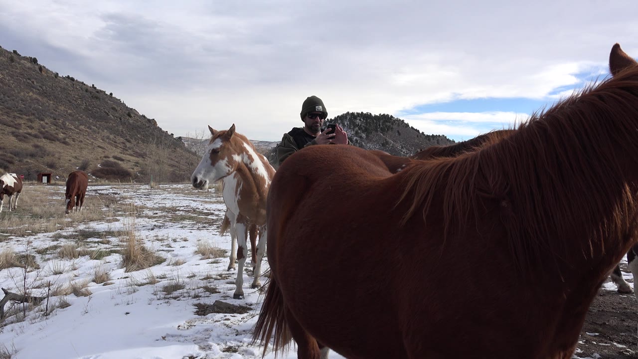 Brown horse very close at right with person and pale horse in snowy pasture