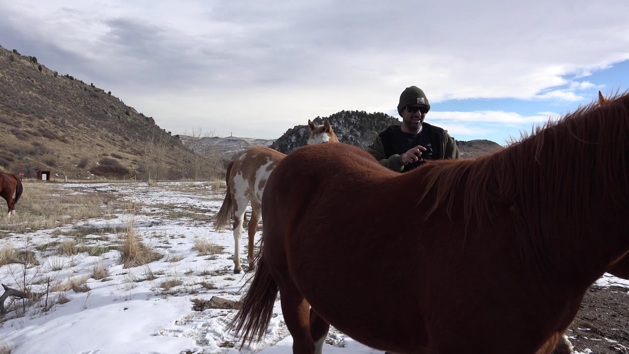 Close horse in snowy field with adult person behind it