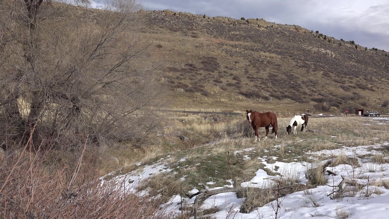 Two horses graze in a patchy snow field near Golden, Colorado, with leafless brush at left, a low hillside behind them, and no visible people.