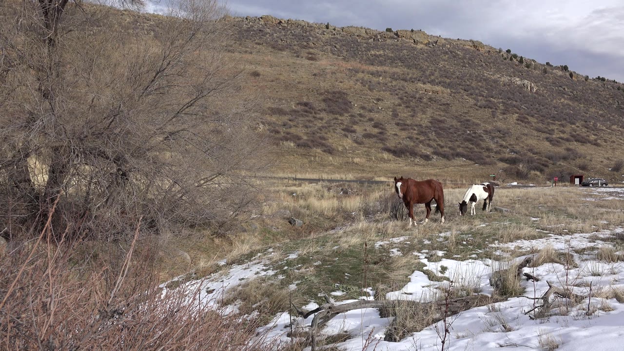 A brown horse and a black-and-white horse feed in winter grass near Golden, Colorado, framed by bare brush, scattered snow, and no visible people.