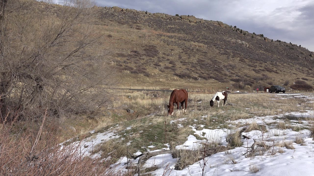 Wide view of horses grazing near patchy snow and dry grass below a hillside in Golden, Colorado, with no visible people.