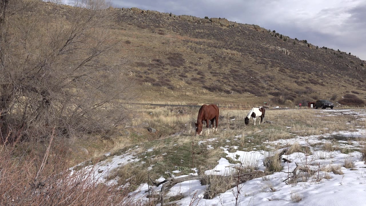 Similar wide field view with the brown horse and black-and-white horse separated across patchy snow in Golden, Colorado, with no visible people.