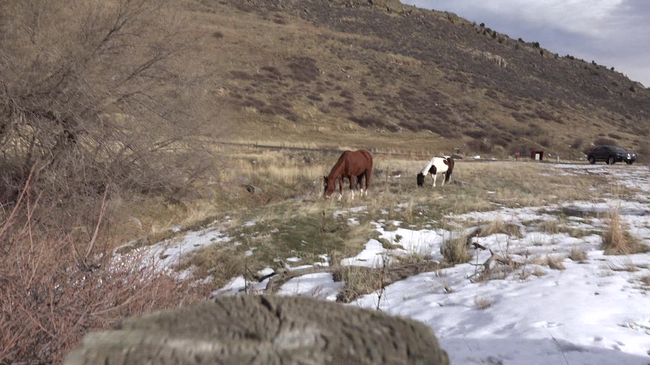 Horses graze near a snowy path and brush under a hillside.