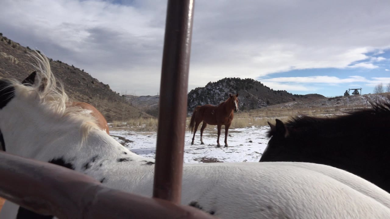 At the start of the Golden, Colorado clip, horses fill the foreground near vertical fence bars, with a brown horse standing in the field and no visible people.