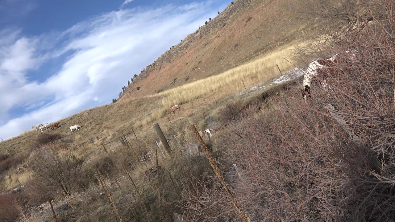 At the start of the clip, a tilted ground-level view in Golden, Colorado shows horses grazing beyond brush and fence posts under a blue sky, with no visible people.