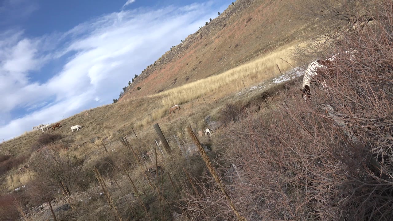 A grazing horse stands partly screened by reddish brush in a Golden, Colorado field, with dry grass, fence posts, hillside, and no visible people.