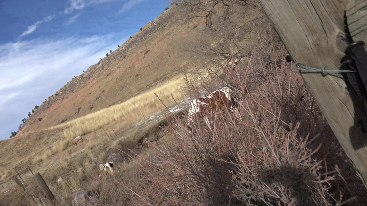 Grazing horses in a sloped field beside brush and a fence line.