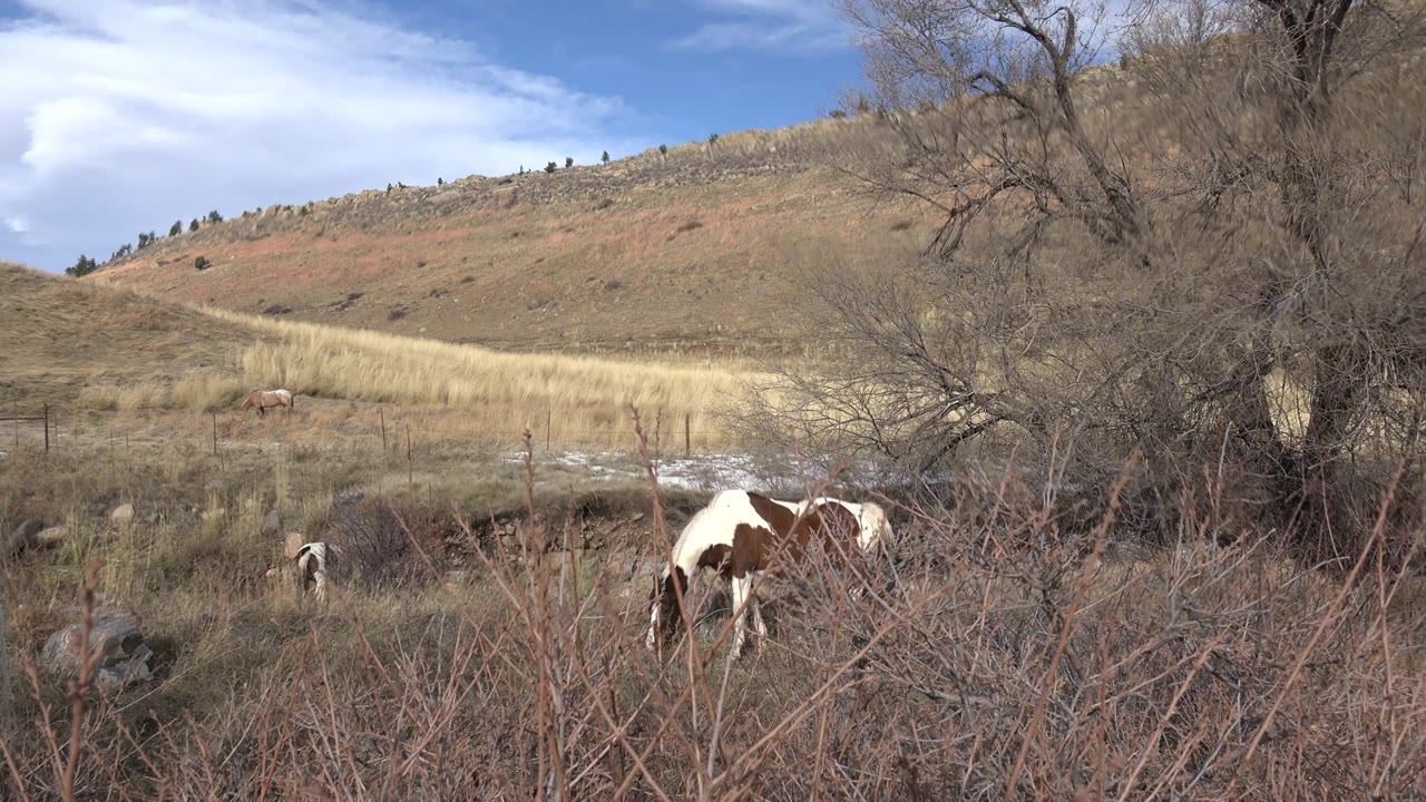 Two horses graze in a brushy field in Golden, Colorado, with the white-and-brown horse low in the foreground, a second horse farther left, bare trees at right, and no visible people.