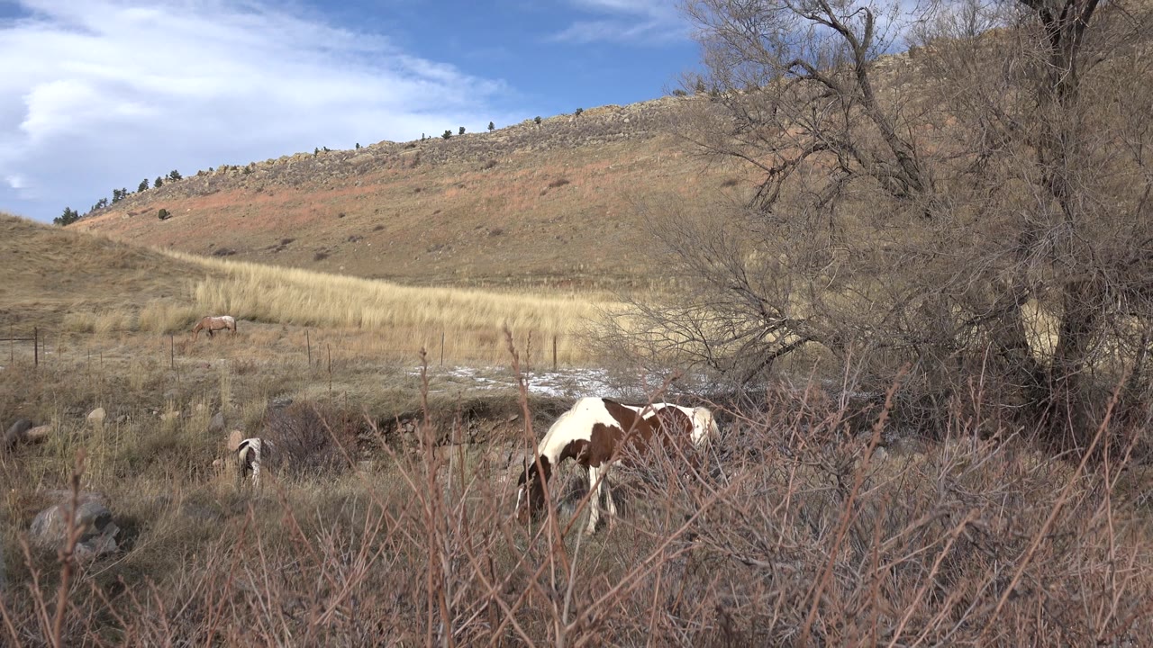 Horses grazing near bare trees and dry grasses under blue sky.