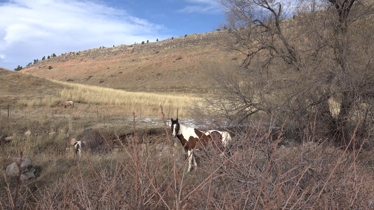 Brown and white horse in brush near a leafless tree with dry grass, a sloping hillside, blue sky, and no visible people in Golden, Colorado.