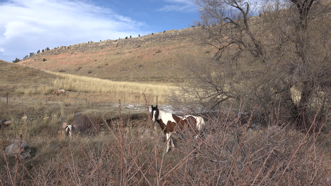 Brown and white horse facing left near brush and bare branches.