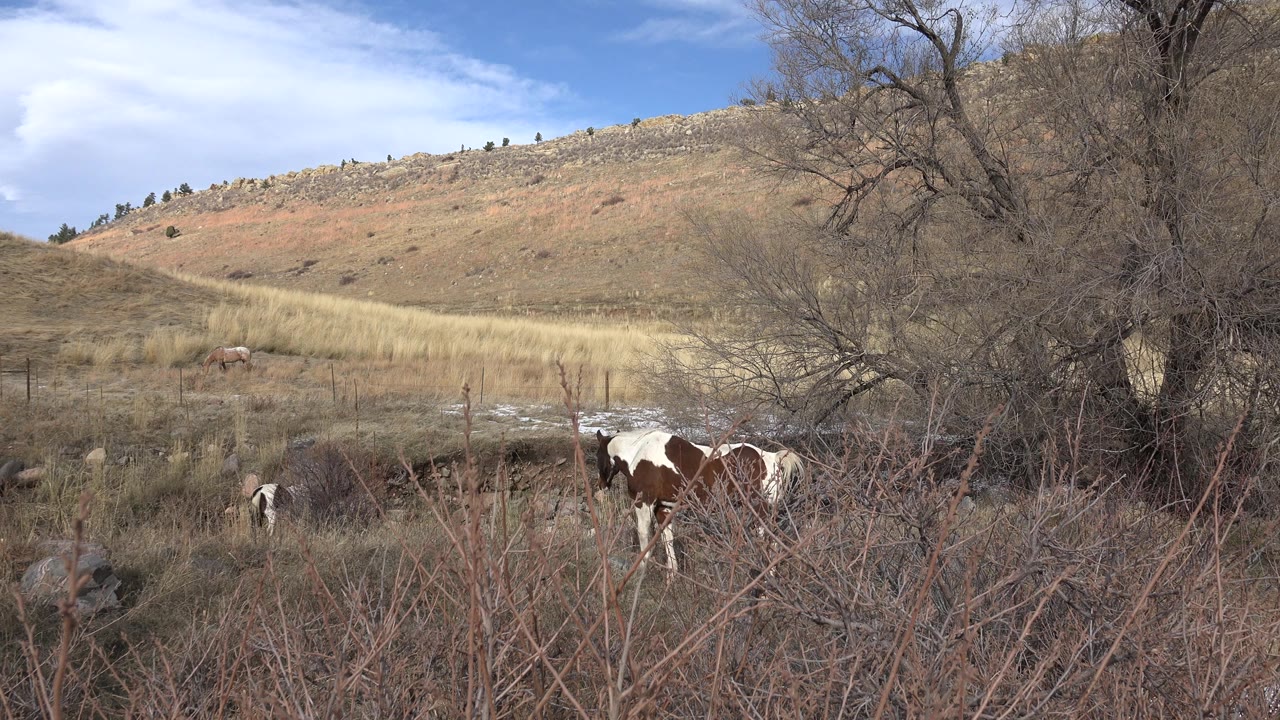 At 0:00, horses graze behind dry foreground shrubs in Golden, Colorado, with leafless trees at right, a pale hillside behind them, and no visible people.