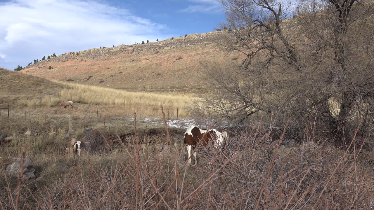Brown and white horse near shrubs with dry pasture and hillside beyond.
