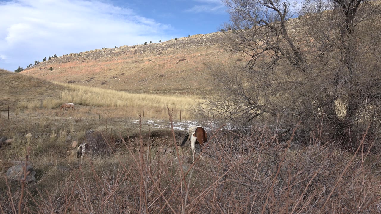 A young brown and white cow grazes behind dry brush in Golden, Colorado, with bare trees, dry hillside grass, fence posts, and no visible people.