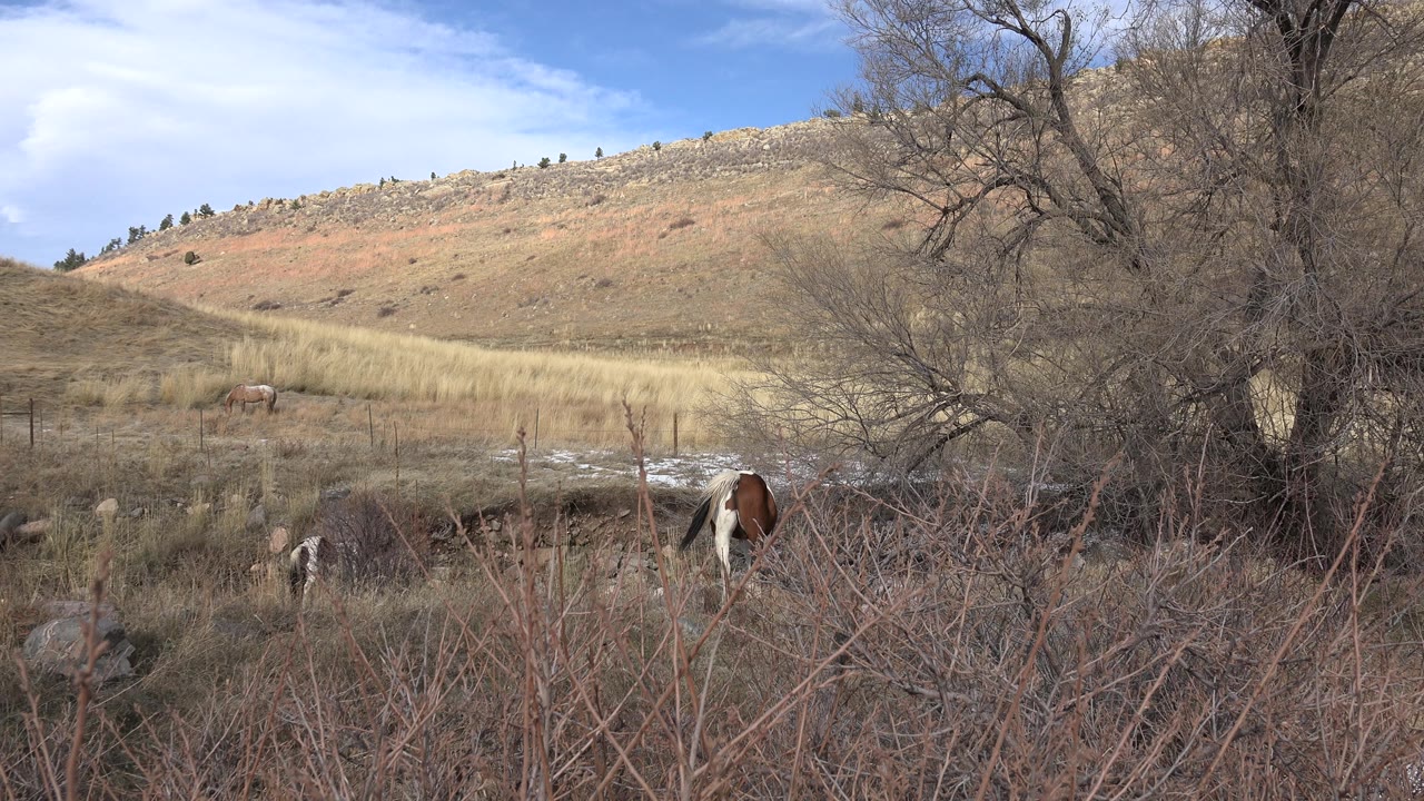 Brown and white cow grazing amid shrubs below a dry hill