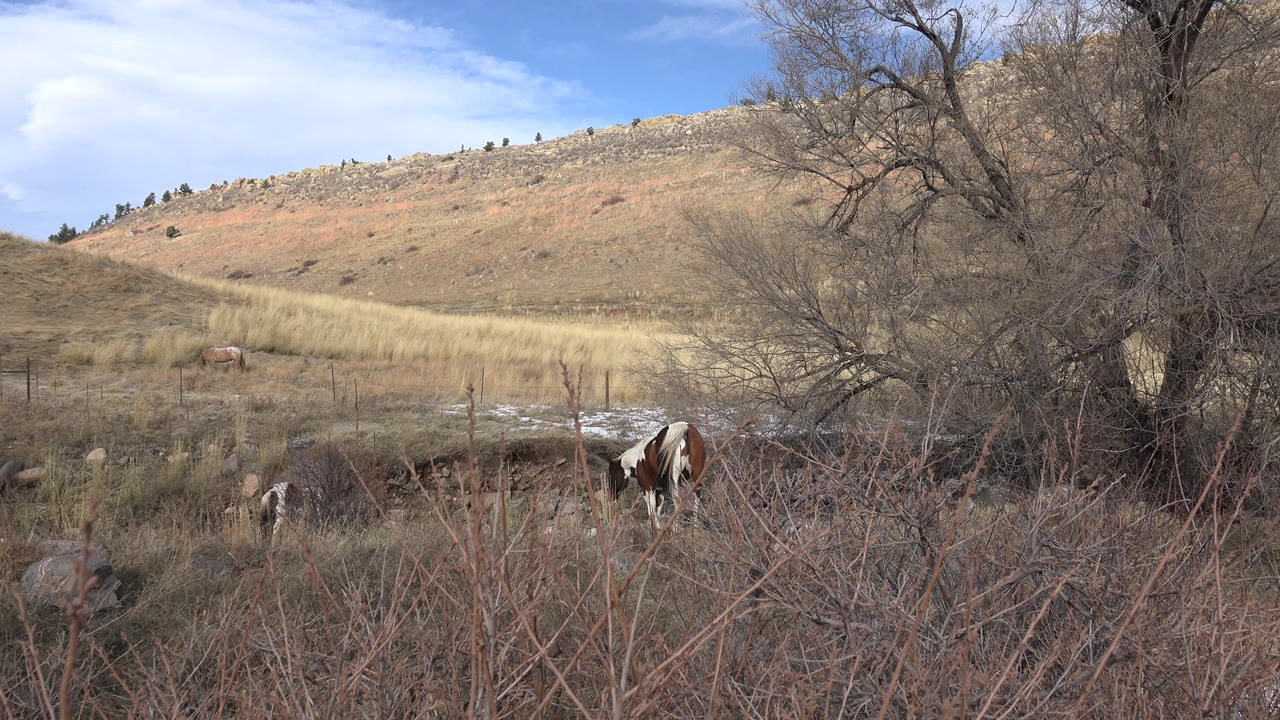 Two brown and white horses stand and walk through tall vegetation in Golden, Colorado, with a leafless tree at right, dry hillside behind them, and no visible people.