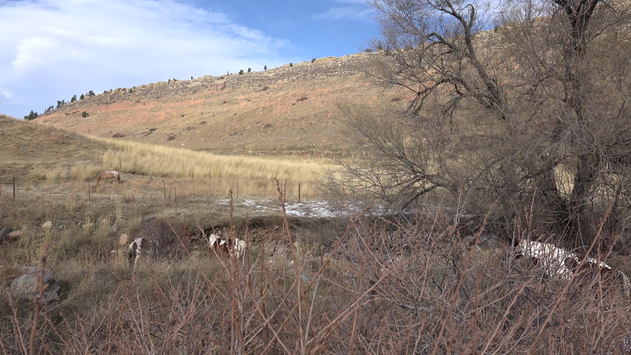 At 0:00, horses stand partly hidden by brush in a dry Golden, Colorado field with low hills, fence posts, bare trees, blue sky, and no visible people.