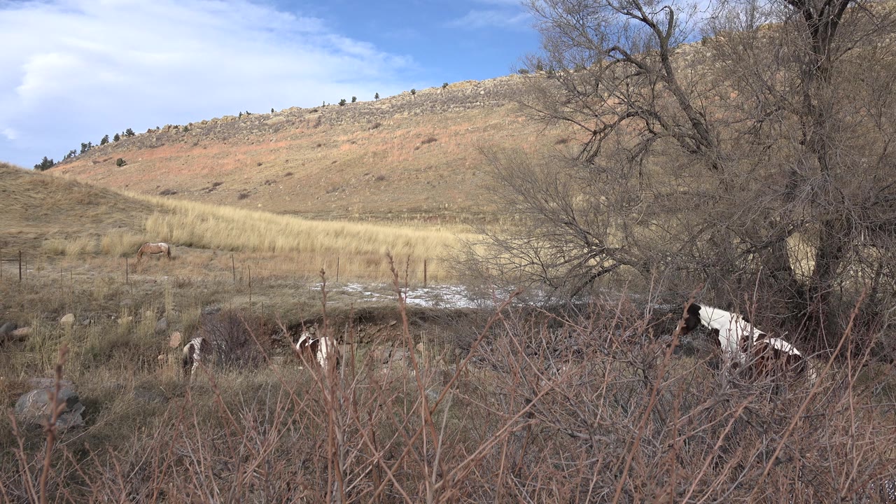 A white and brown horse appears more clearly at the right edge.