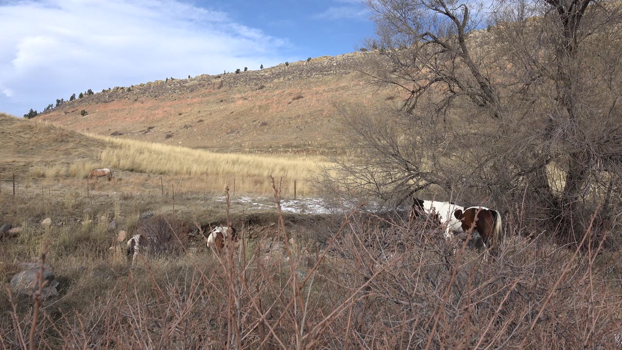 Opening frame of brown-and-white animals partly hidden by brush and fencing below a dry Golden, Colorado hillside, with no visible people.