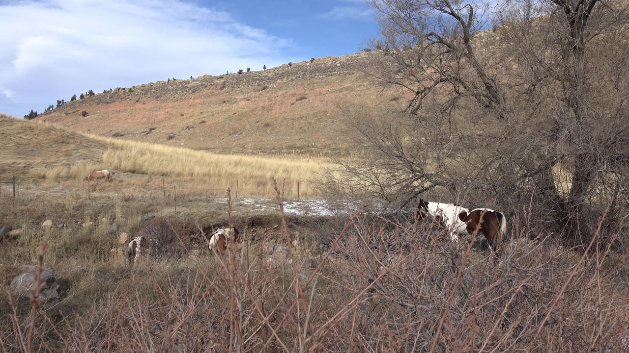 Animals stand by brush and fence below a dry hillside.