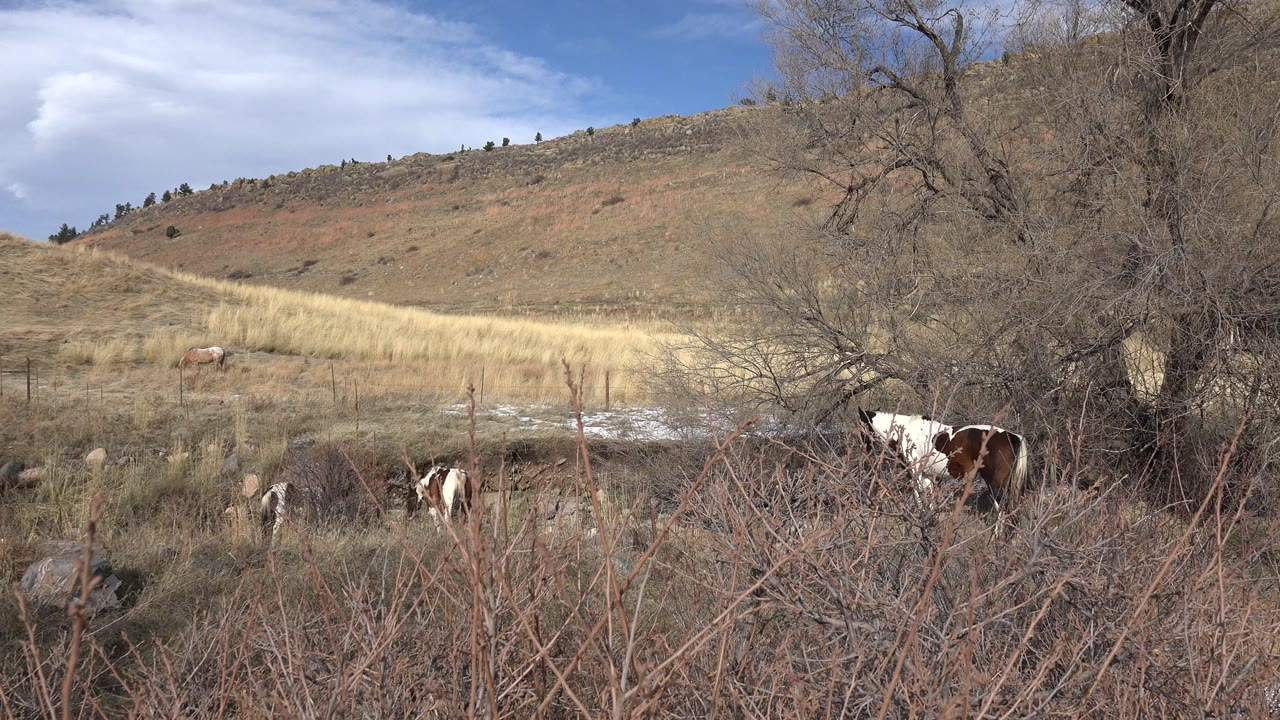 In Golden, Colorado, brown and white horses graze behind leafless foreground brush below a dry hillside and blue sky, with no visible people.