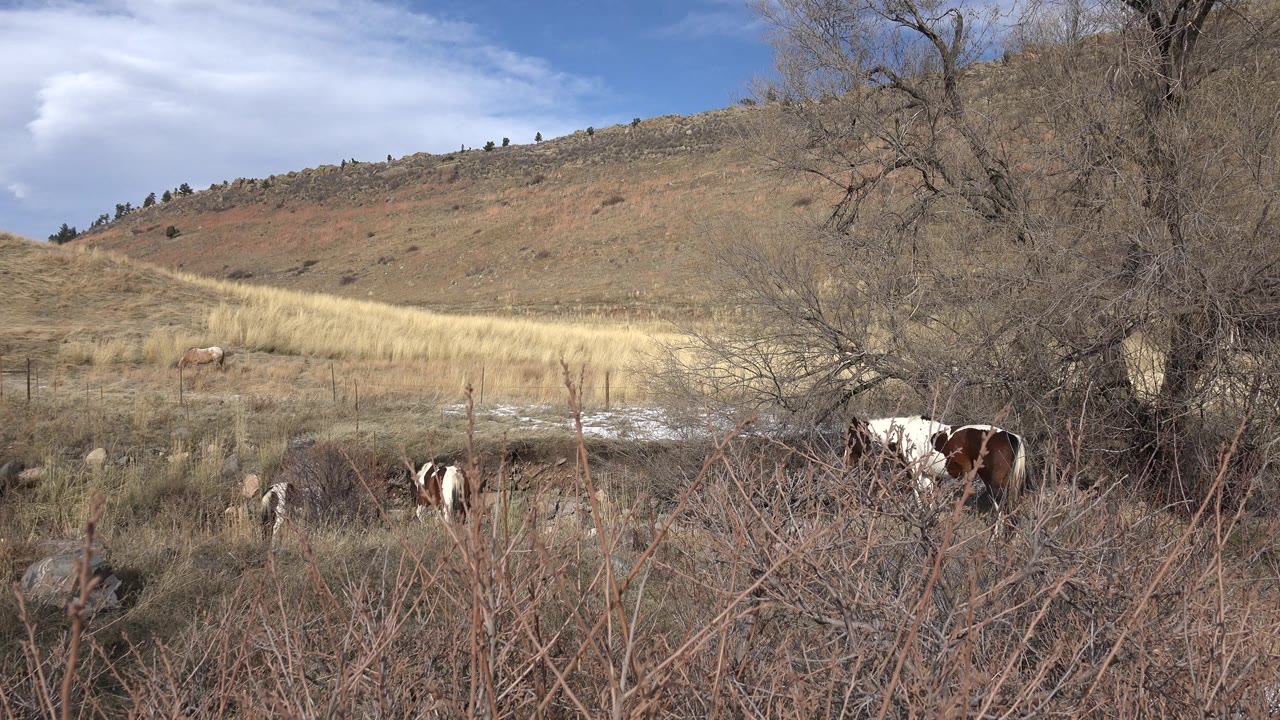Horse grazing near brush with open hill behind it