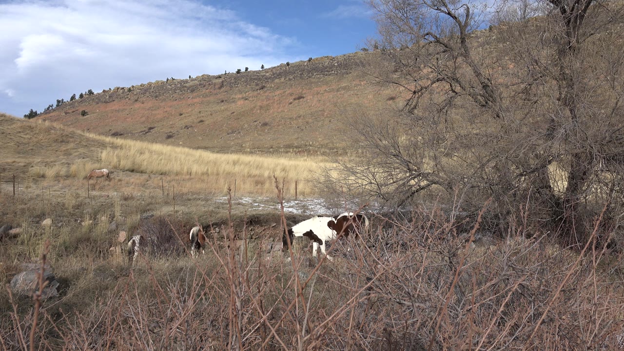 A brown and white horse stands partly behind foreground brush in a tan field in Golden, Colorado, with bare trees, a sloping hill, blue sky, and no visible people.
