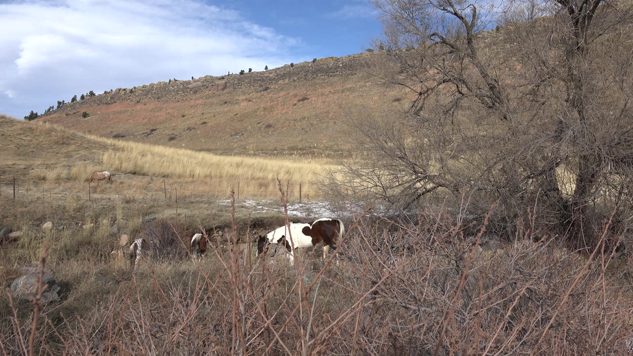 Brown and white horse walking near brush and bare trees.