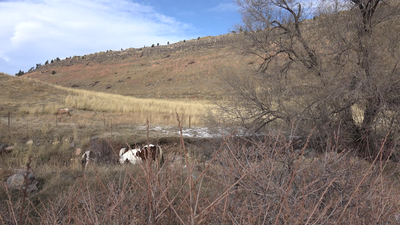 Cow partly hidden in winter brush below dry hills.