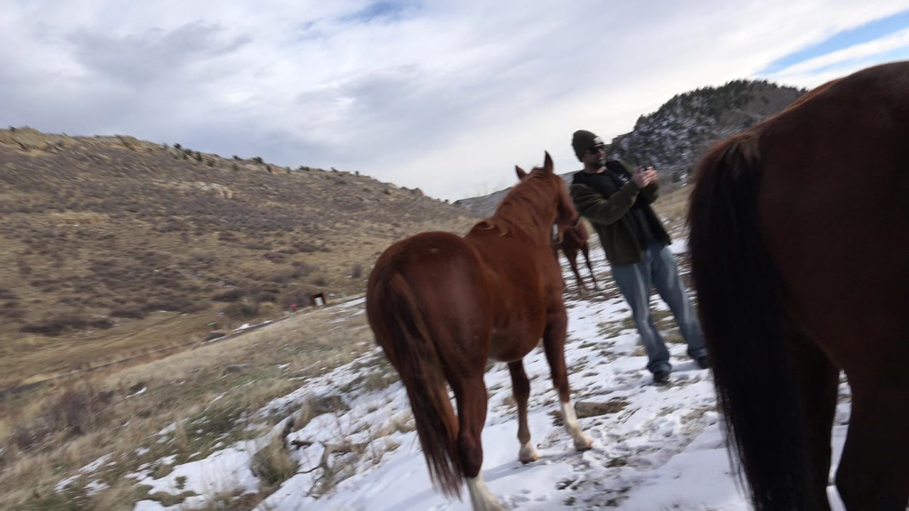 Brown horses stand on patchy snow and grass in Golden, Colorado, with a distant handler beside them and foothills under cloudy sky.