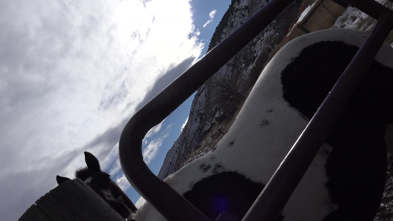 A close horse body and head press near rail bars at a ranch in Golden, Colorado, with bright cloud cover overhead and no visible people.