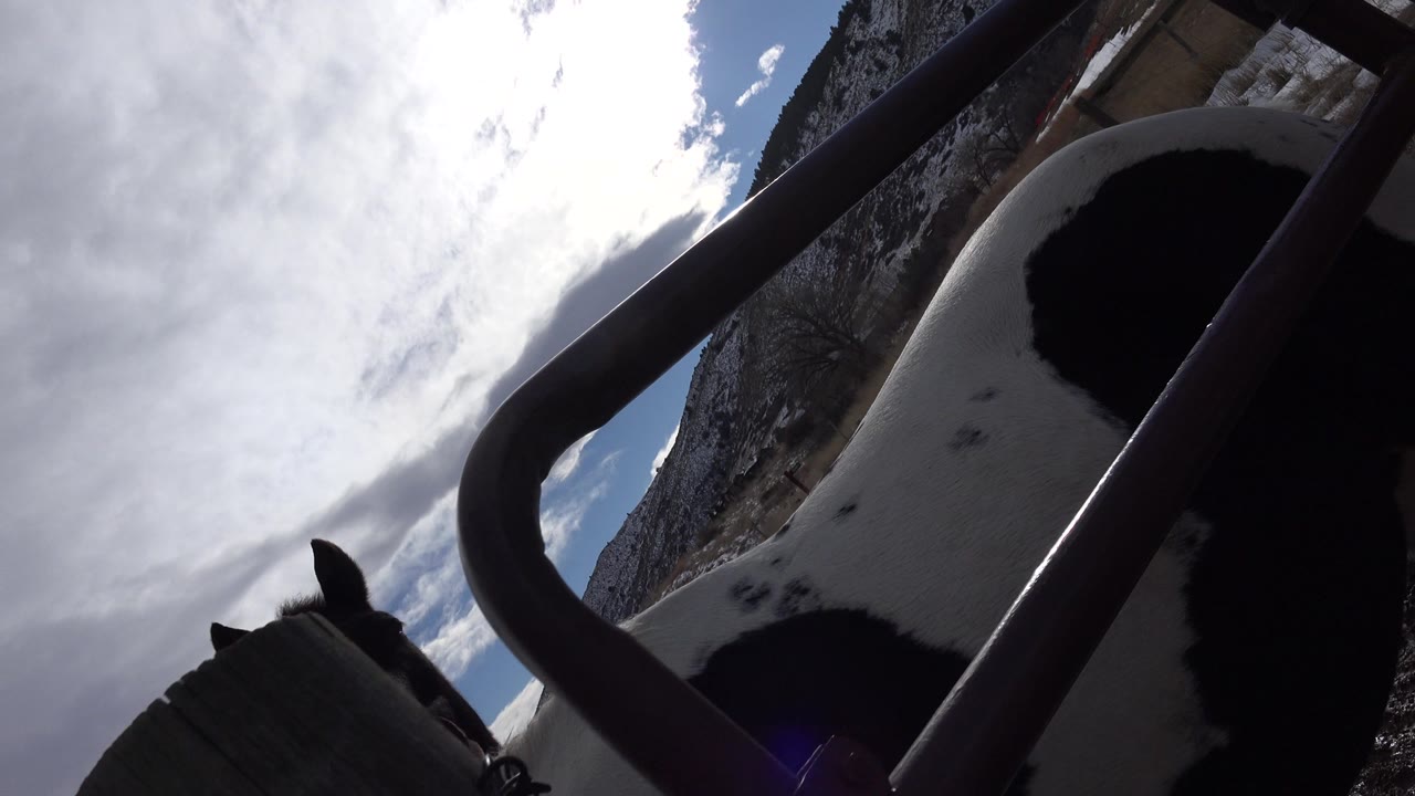 A black and white horse and another horse are seen from very close range beneath diagonal rail bars in Golden, Colorado, with clouded sky and no visible people.