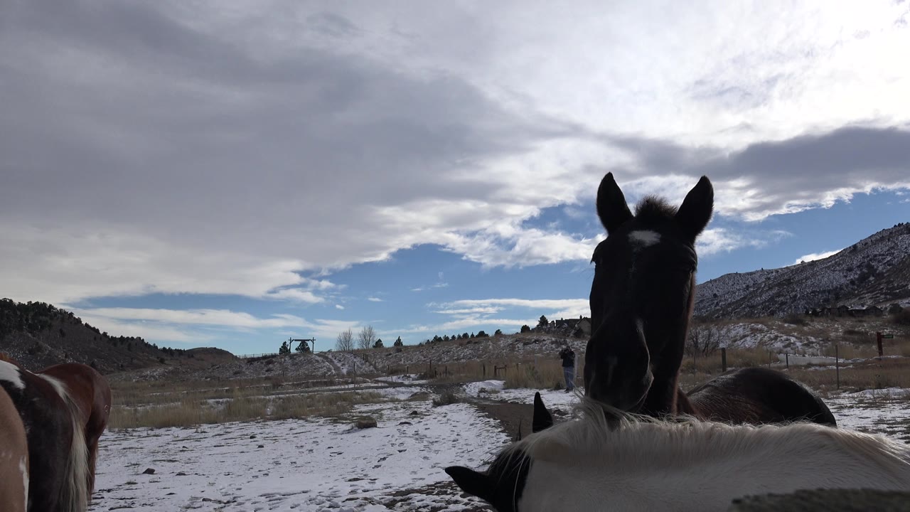 Horses stand in snowy pasture with mountains behind them.