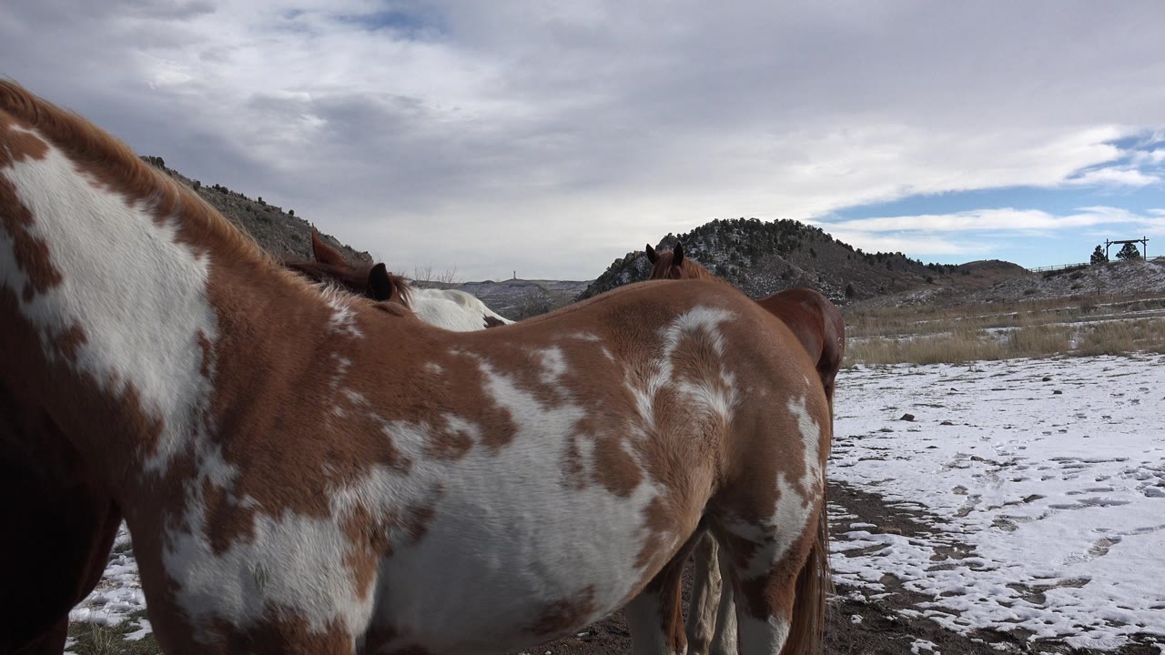 A brown-and-white horse fills the foreground in Golden, Colorado, with snow patches, dry grass, low hills, cloudy sky, and no visible people.
